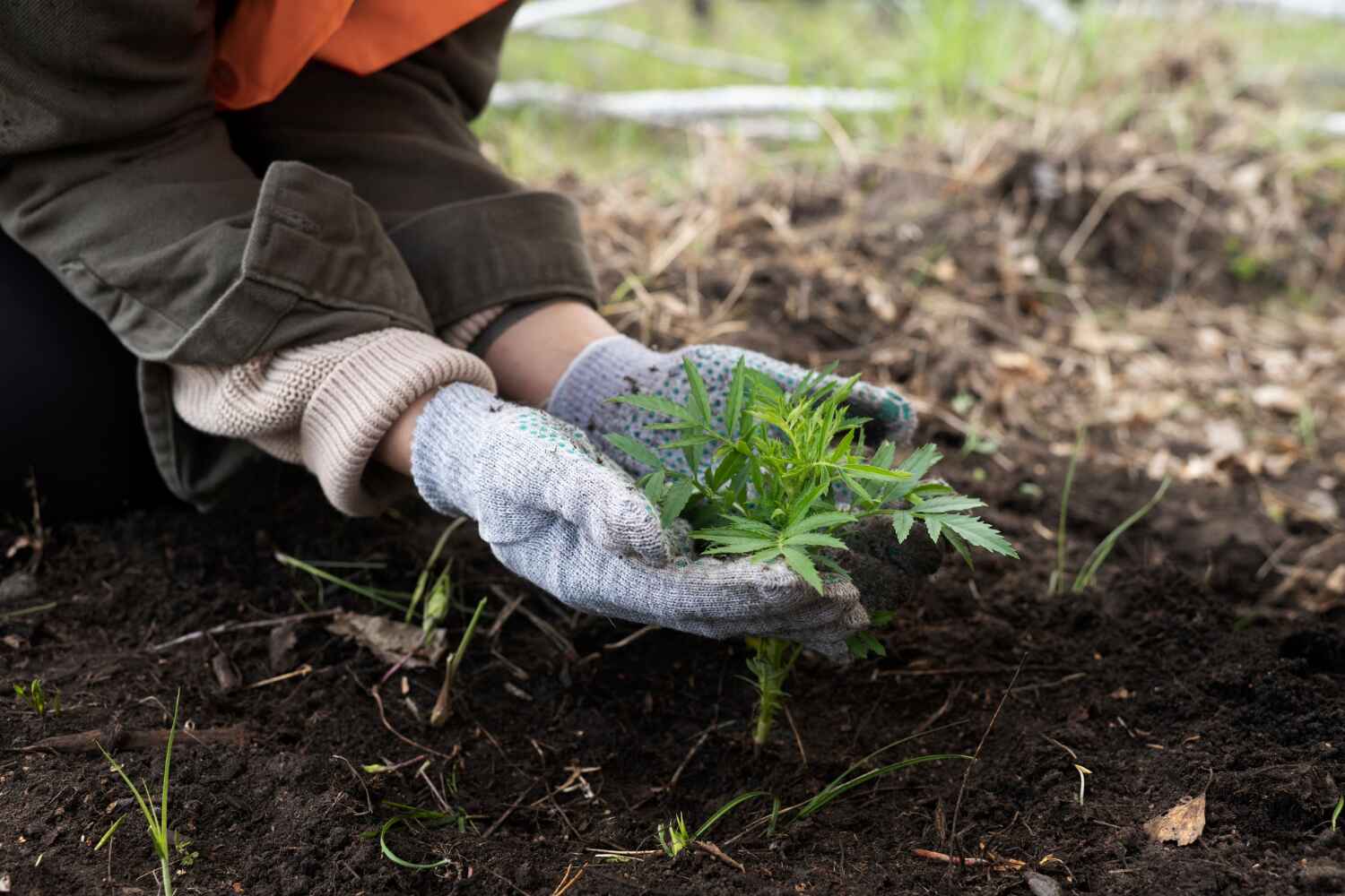 The Steps Involved in Our Tree Care Process in Mountain View, MO